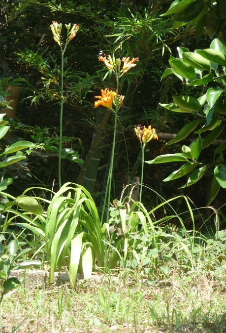 c0202113_19244829.jpg