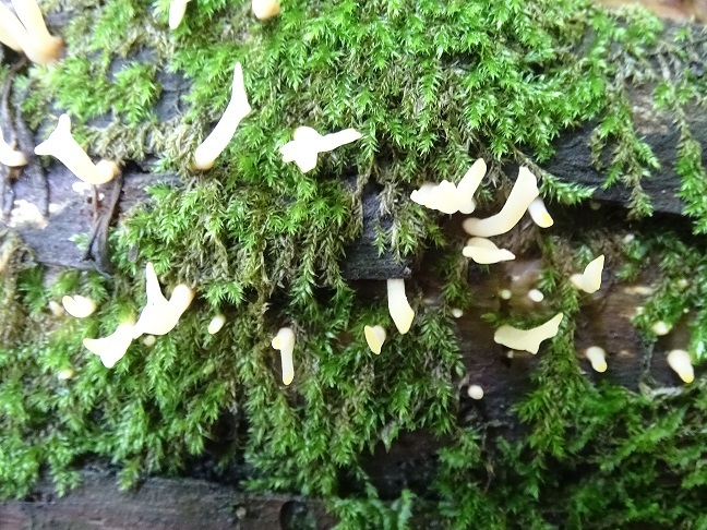 f0360815_16002548.jpg