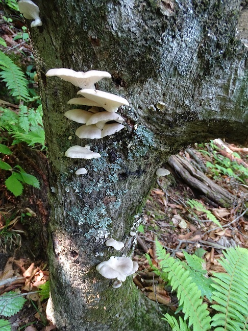 f0360815_16002733.jpg
