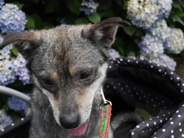 f0282319_00015971.jpg