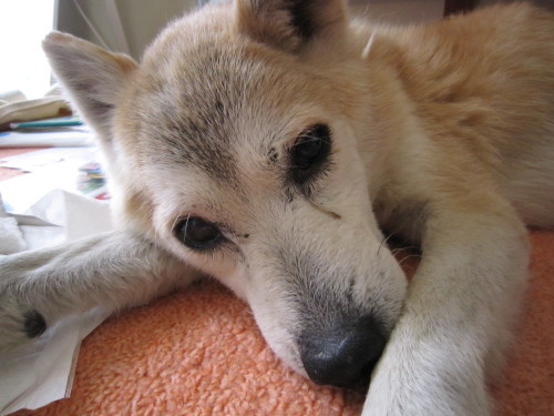 f0282319_00331809.jpg