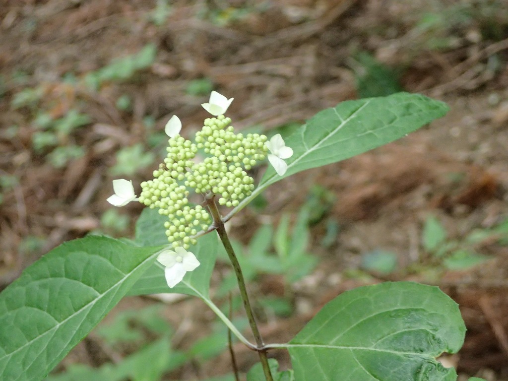 a0209630_21291503.jpg