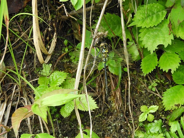 f0378979_05595961.jpg