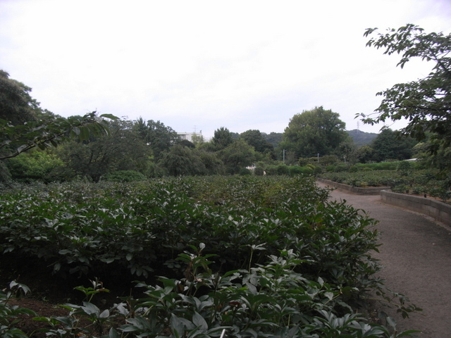 e0361081_15280697.jpg