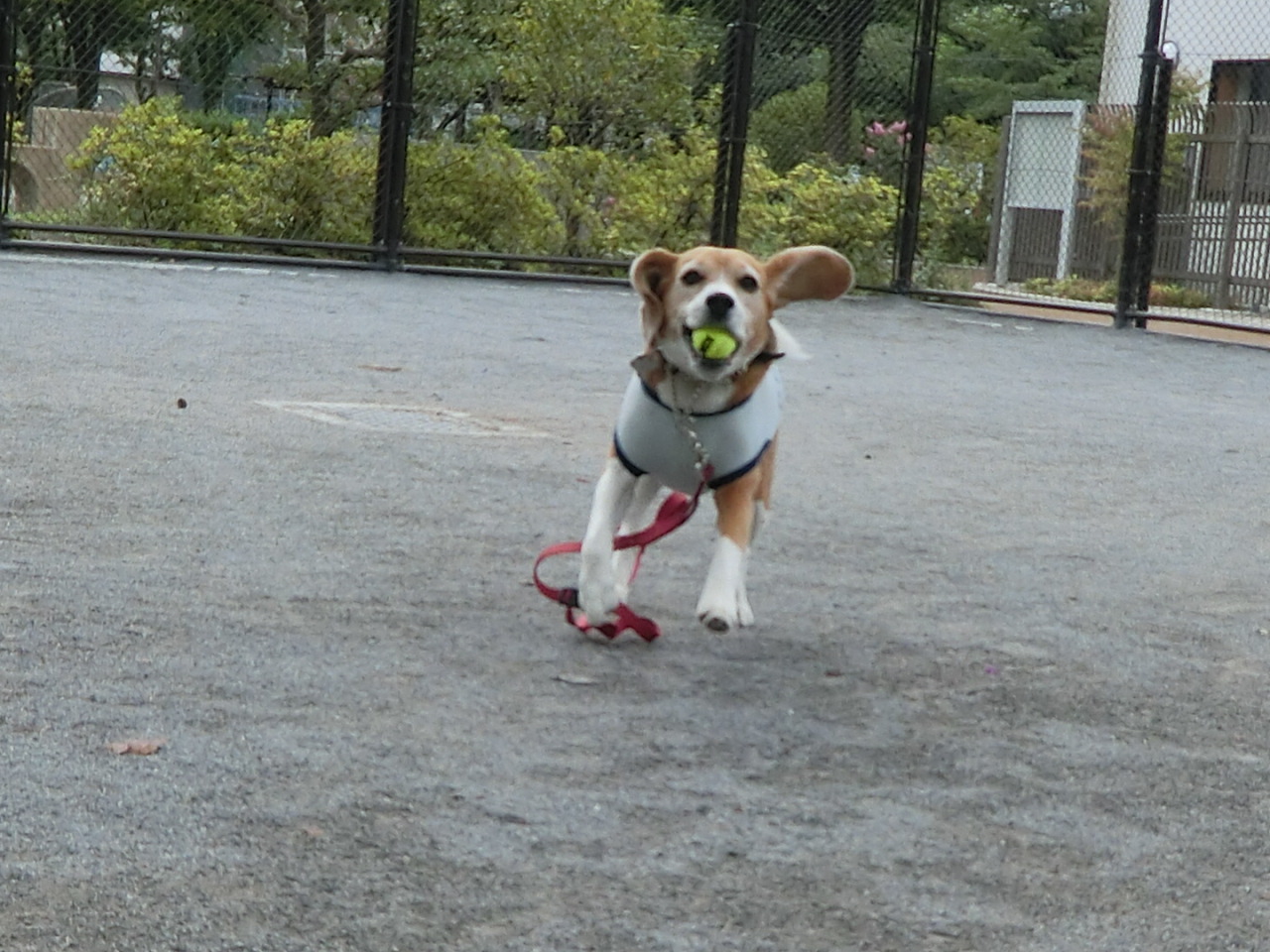 a0319693_6253634.jpg