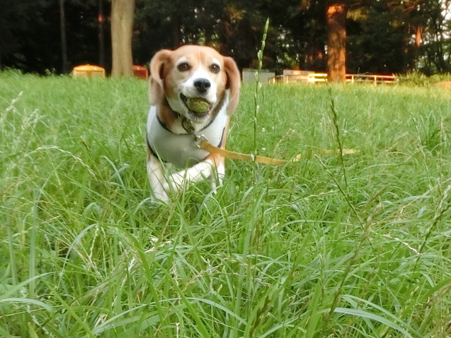 a0319693_6474643.jpg