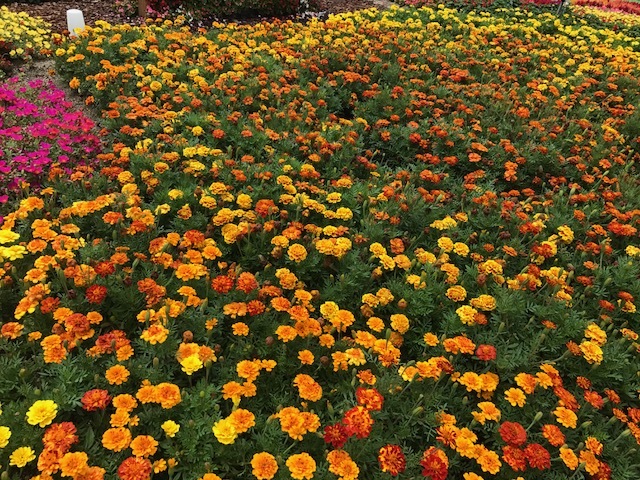 f0204295_10102143.jpg