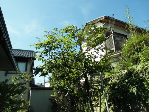 c0108198_1830156.jpg