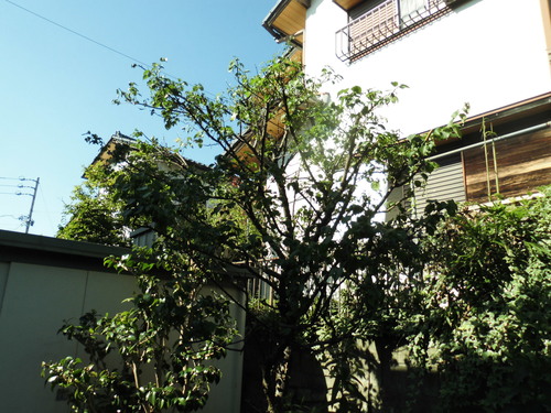 c0108198_18303599.jpg