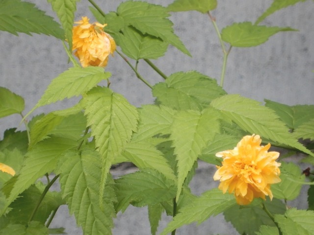 e0025300_15192358.jpg