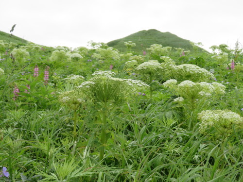 c0125501_11040405.jpg