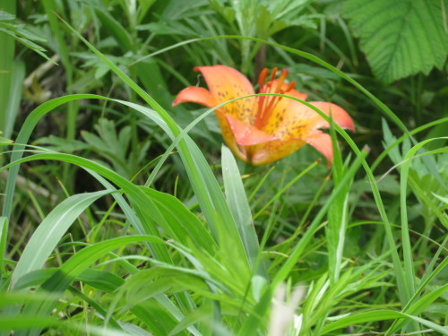 c0125501_11082690.jpg