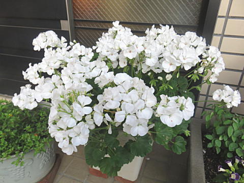 d0046702_06444227.jpg
