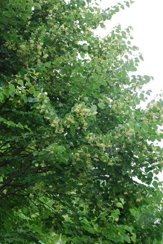 b0365206_00055864.jpg