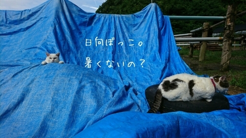 b0187620_21014526.jpg