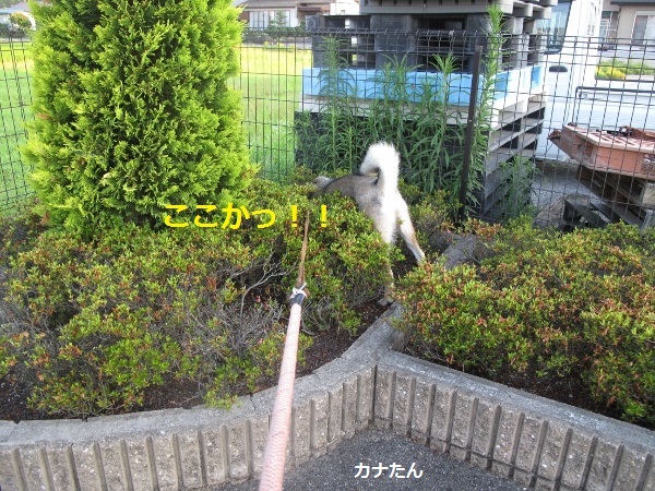 f0143123_10123617.jpg