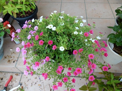 e0033229_1750527.jpg
