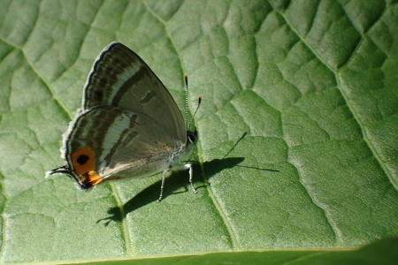c0353632_16133864.jpg