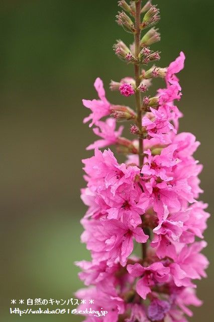 e0052135_21530598.jpg