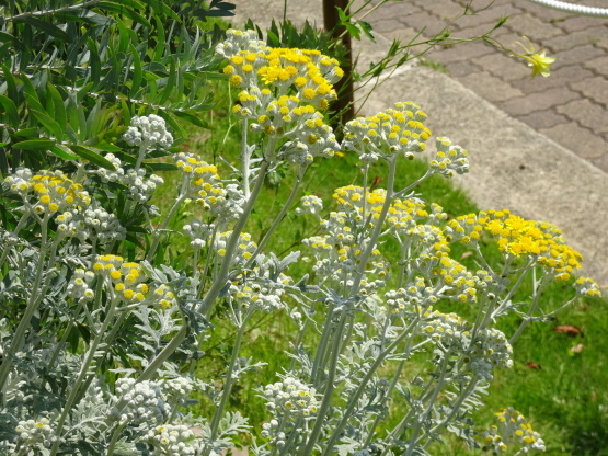 a0157637_07564810.jpg