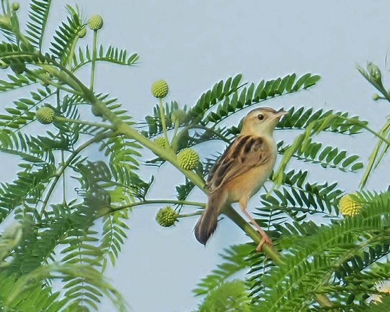 a0248540_11401429.jpg