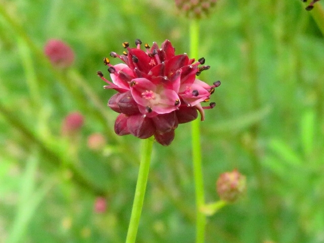 a0018655_14234625.jpg