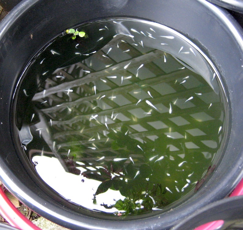 b0057679_09302898.jpg