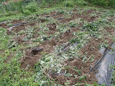 c0187298_1801287.jpg