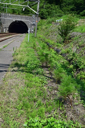 c0187298_1822980.jpg