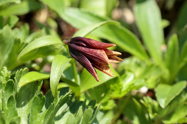e0137200_2011755.jpg