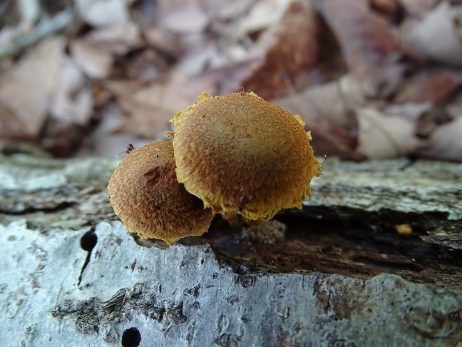 f0360815_16010261.jpg