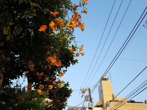 e0016828_11031711.jpg