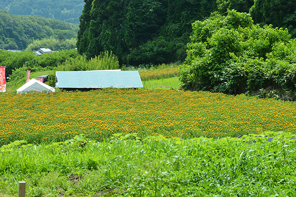 c0172234_23463205.jpg