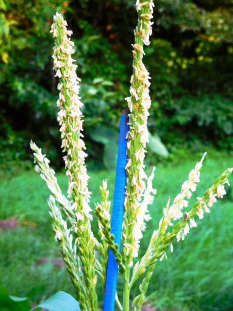 d0098363_18395087.jpg