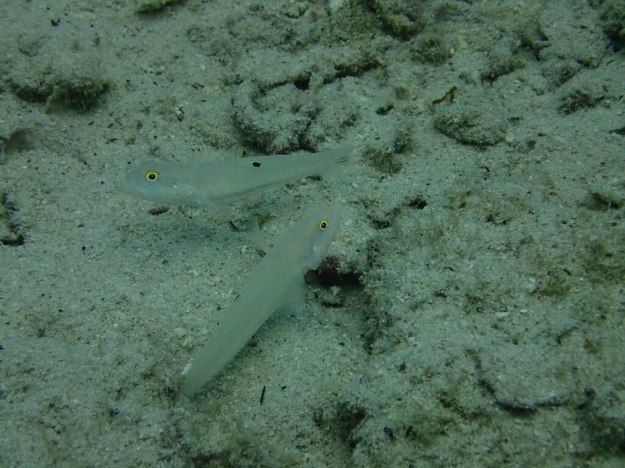 c0039073_02305704.jpg