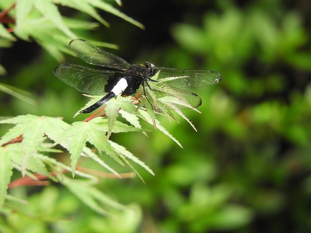 f0378979_18133048.jpg