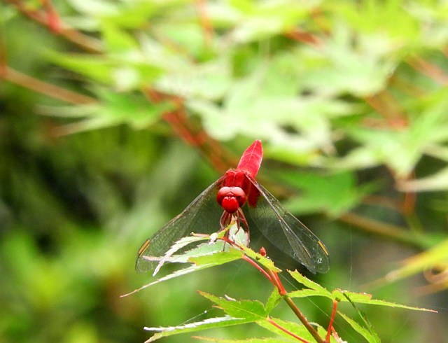 f0378979_18145463.jpg