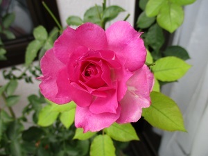 a0053480_05585600.jpg