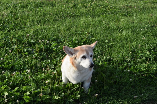 f0360784_11324097.jpg