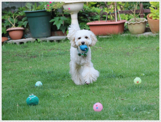 b0175688_23225897.gif