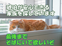 琥珀を裏切らないで!
