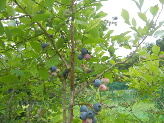 c0361298_20383767.jpg