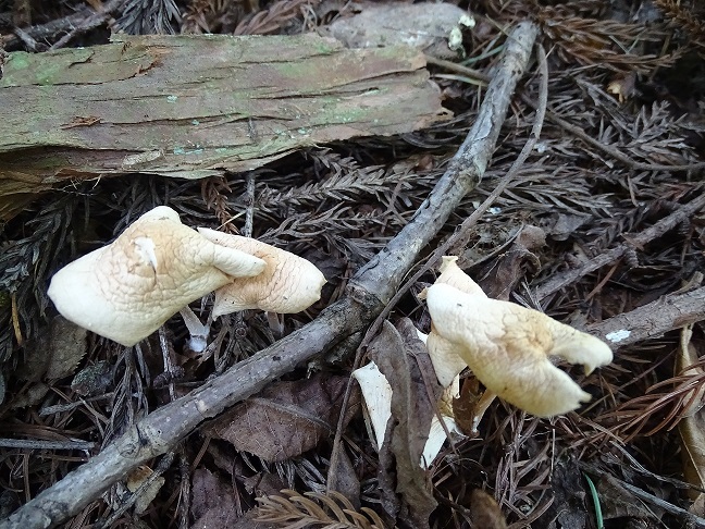 f0360815_16350434.jpg