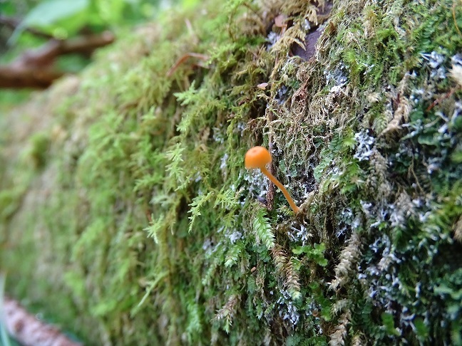 f0360815_16350586.jpg