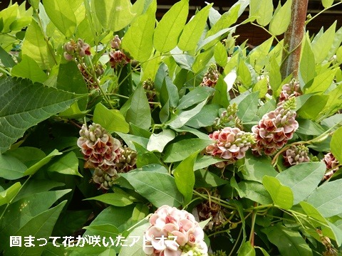 e0033229_1759111.jpg
