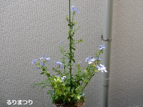 e0033229_18154254.jpg