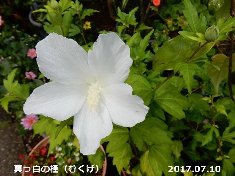 e0033229_18181442.jpg