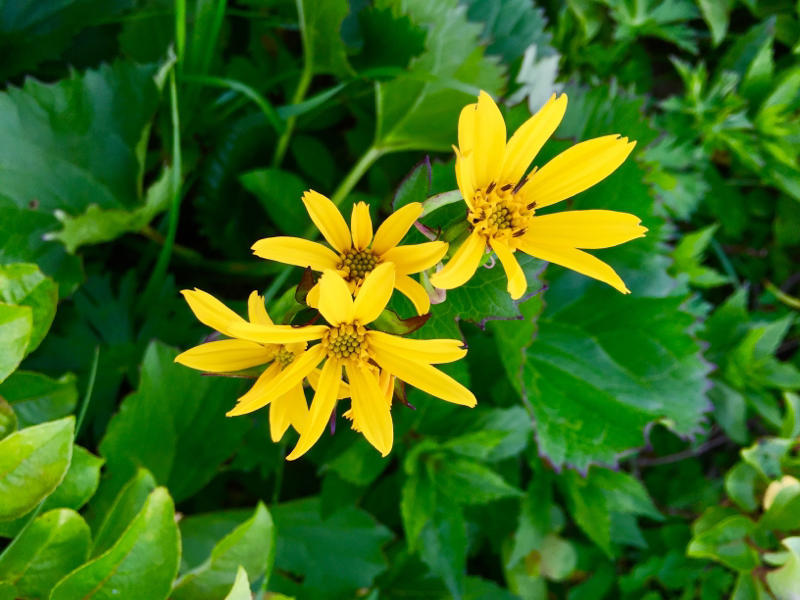 c0225536_07073236.jpg