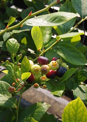 c0306839_15501388.jpg