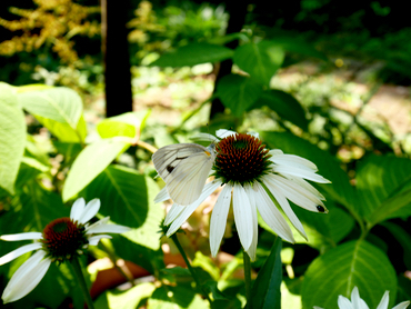 c0040472_12171175.jpg